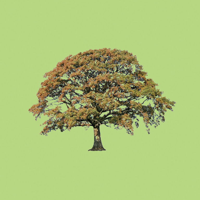 Oakfield Psychological Services – Specialists in Complex Care